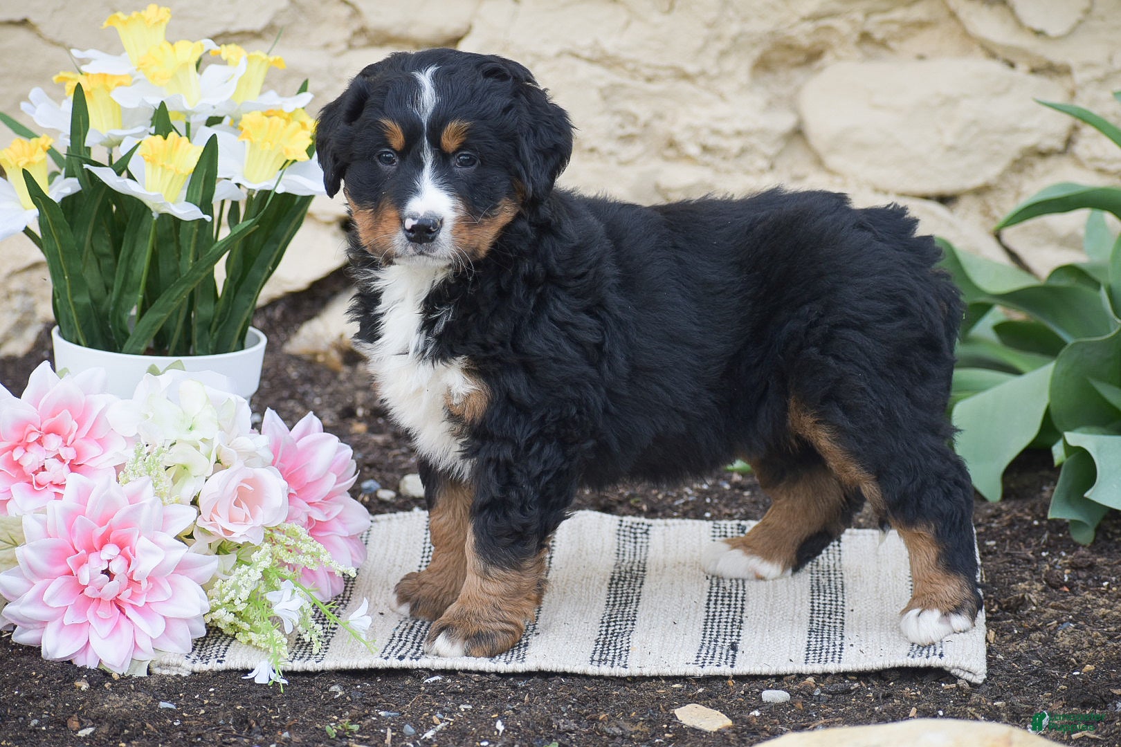 Bernese Mountain Dog dogs Sienna - Ad 1