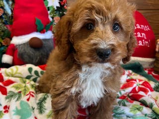 Mini Goldendoodle dogs Jolly - Ad 40
