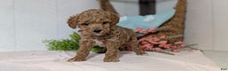 Miniature Poodle dogs for sale: Zion - Ad 3
