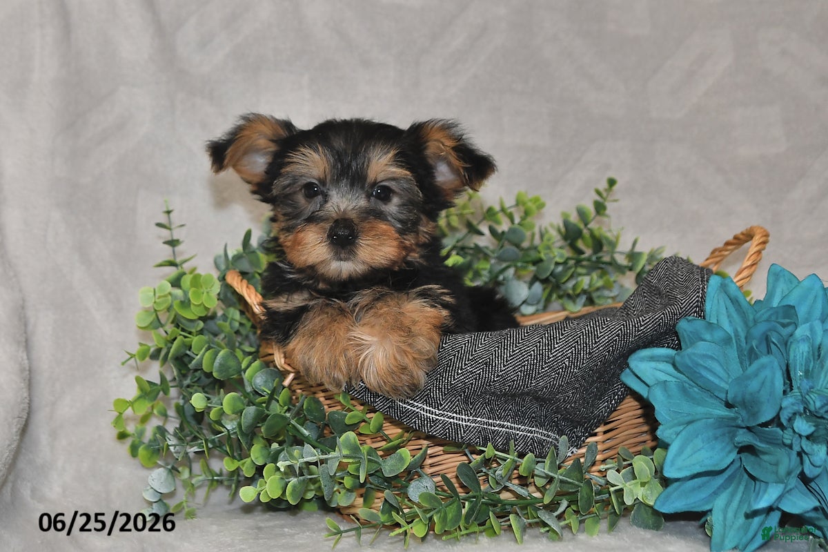 Yorkshire Terrier dogs Bradly - Ad 2