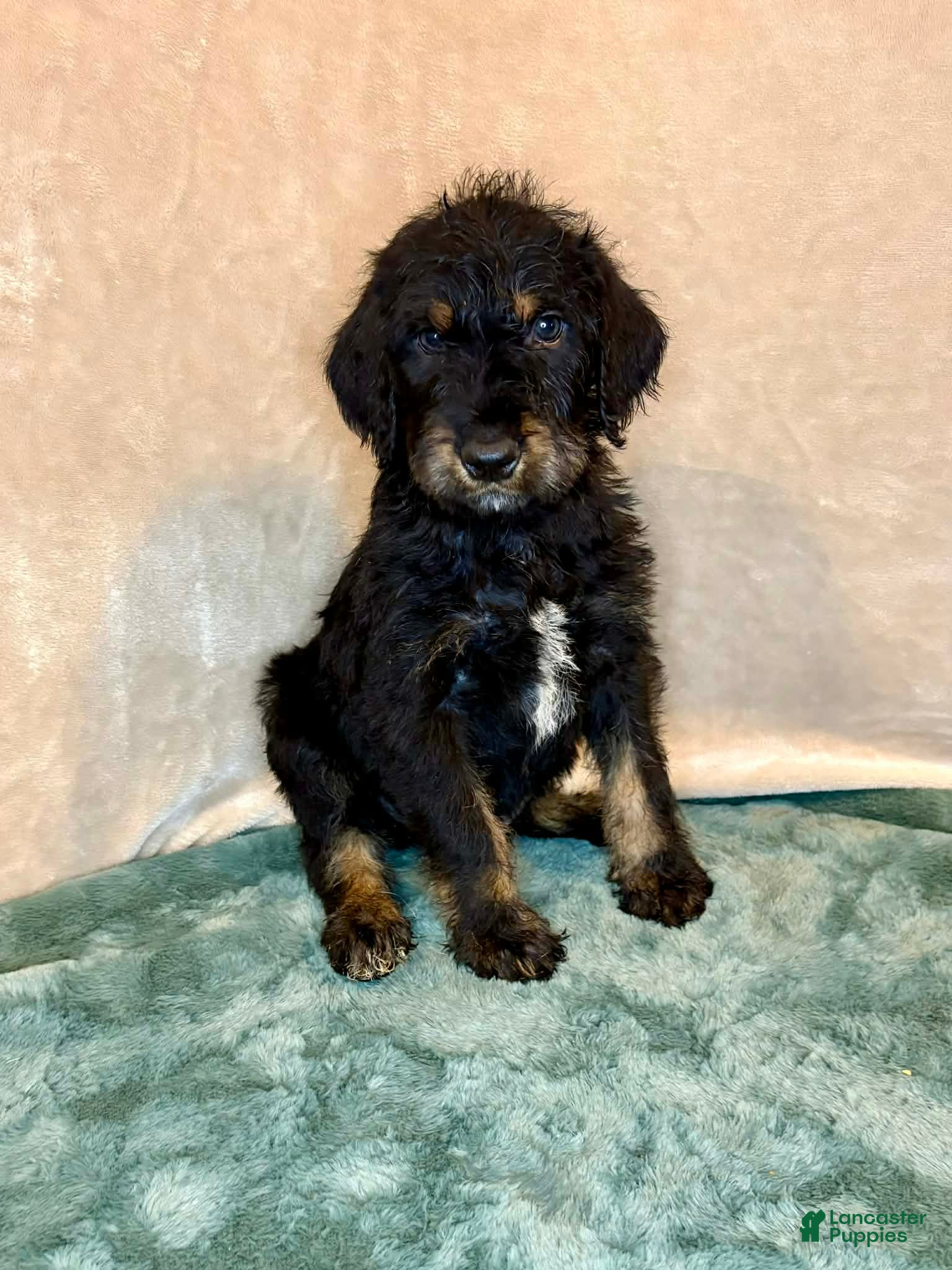 Mixed Breed dogs Gunner - Ad 1