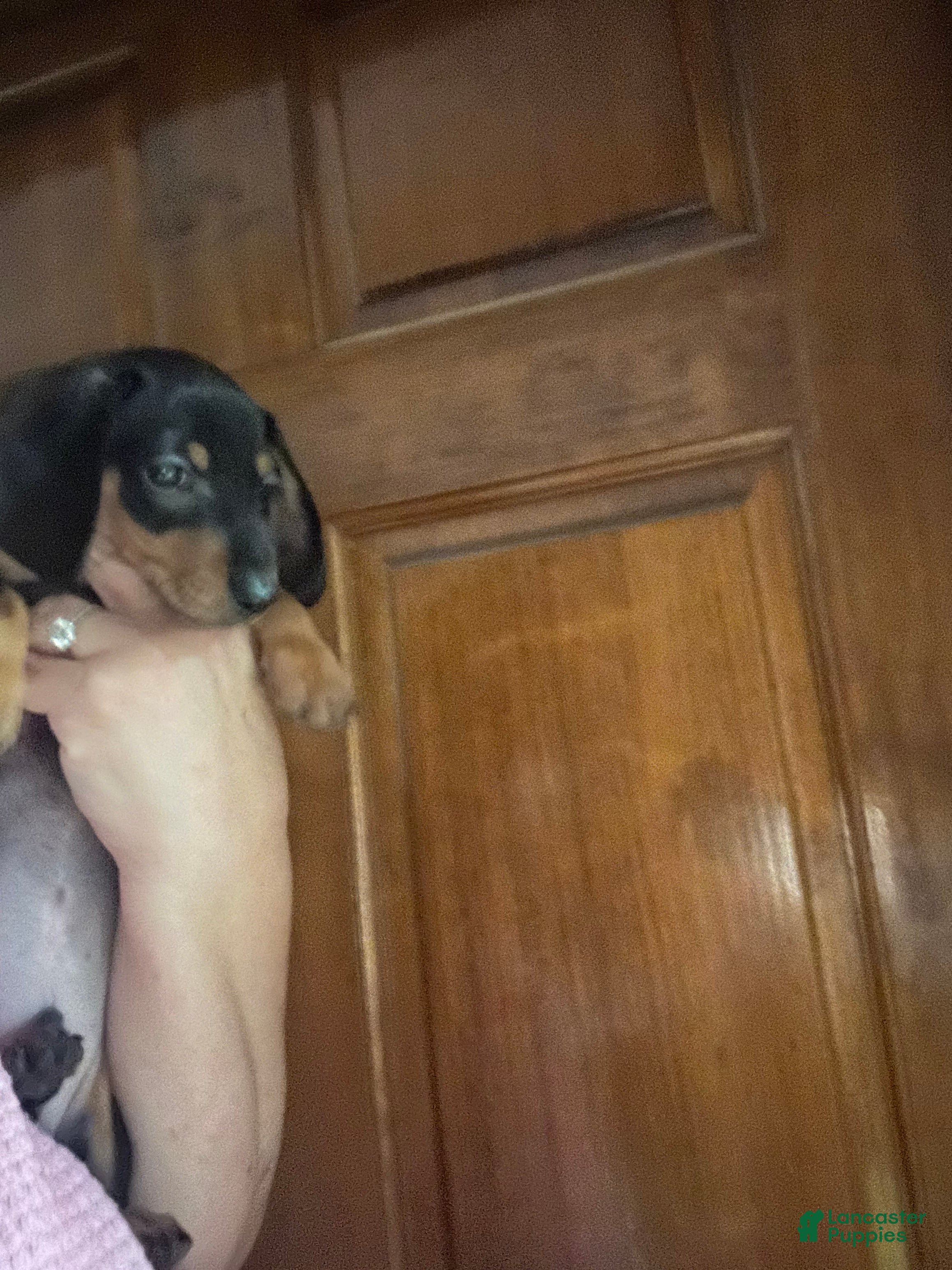 Miniature Dachshund dogs Miniature Dachshund 1 - Ad 1