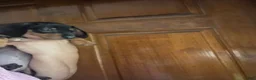 Miniature Dachshund dogs for sale: Miniature Dachshund 1 - Ad 1