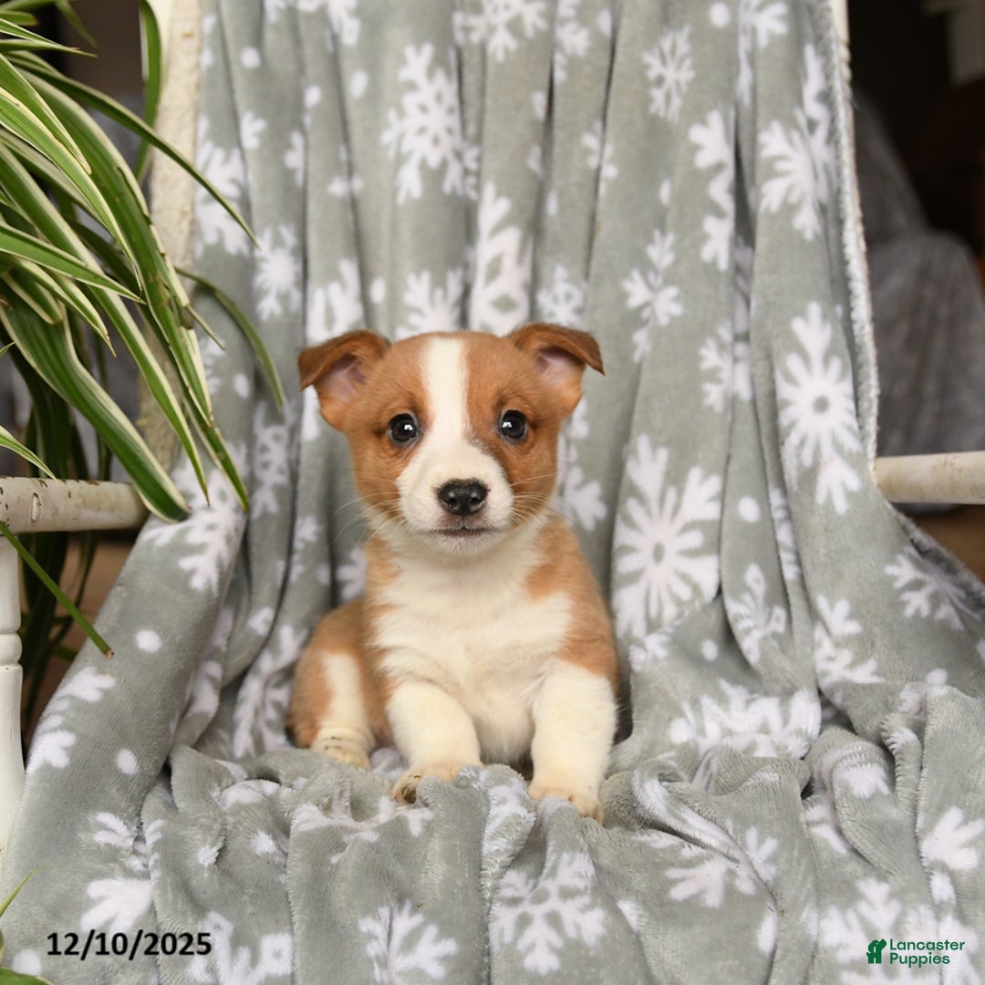 Welsh Corgi Pembroke dogs for sale: Carla - Ad 2