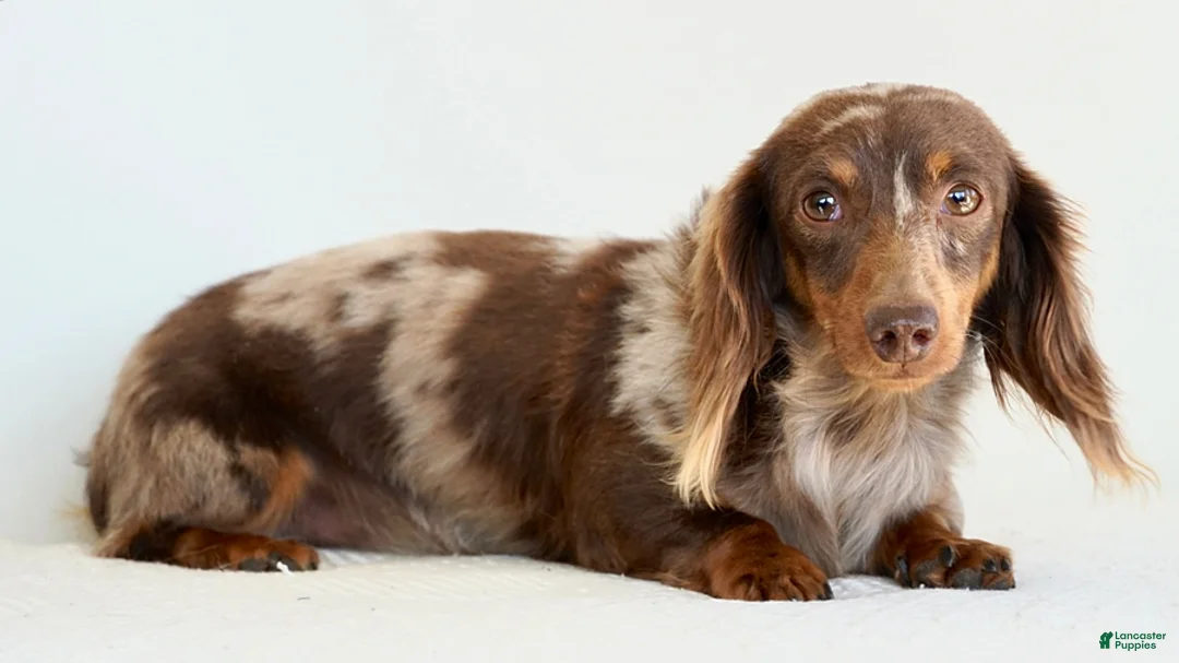 Miniature Dachshund dogs for sale: Lindy - Ad 8