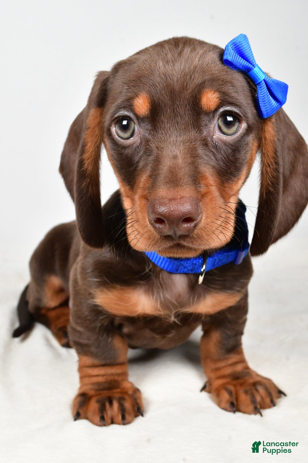 Miniature Dachshund dogs for sale: Kendall - Ad 10