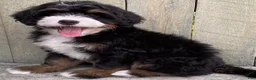 Mini Bernedoodle dogs for sale: 🧡IN BOSTON MASSACHUSETTS AREA🧡MINI BERNEDOODLE BOY🧡 - Ad 7