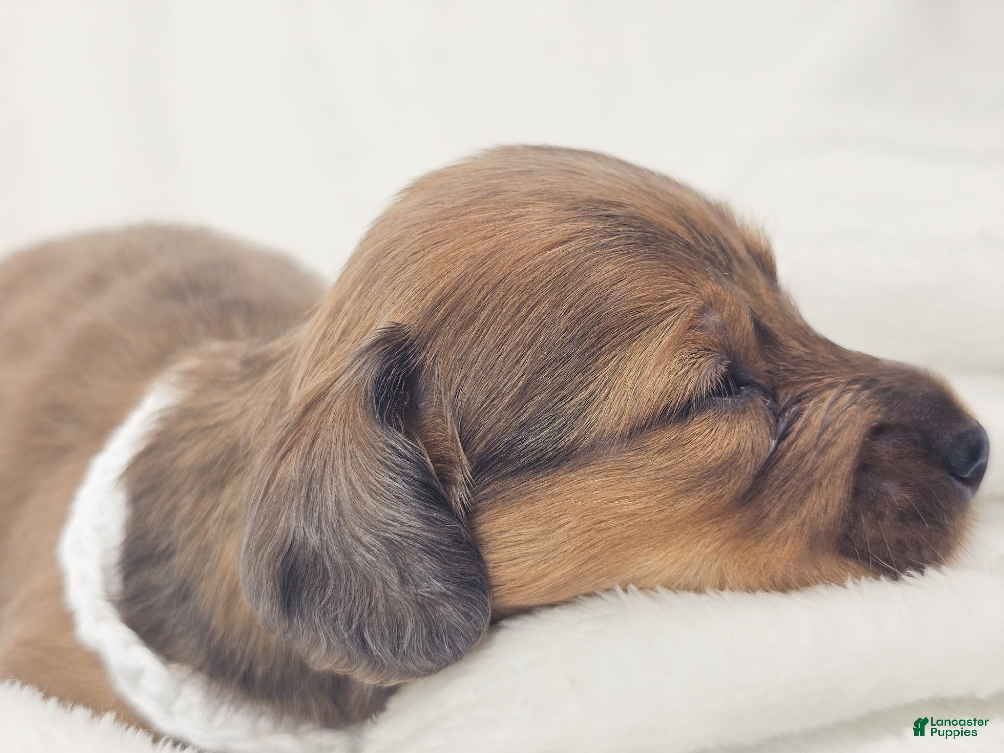 Miniature Dachshund dogs Sand - Ad 12