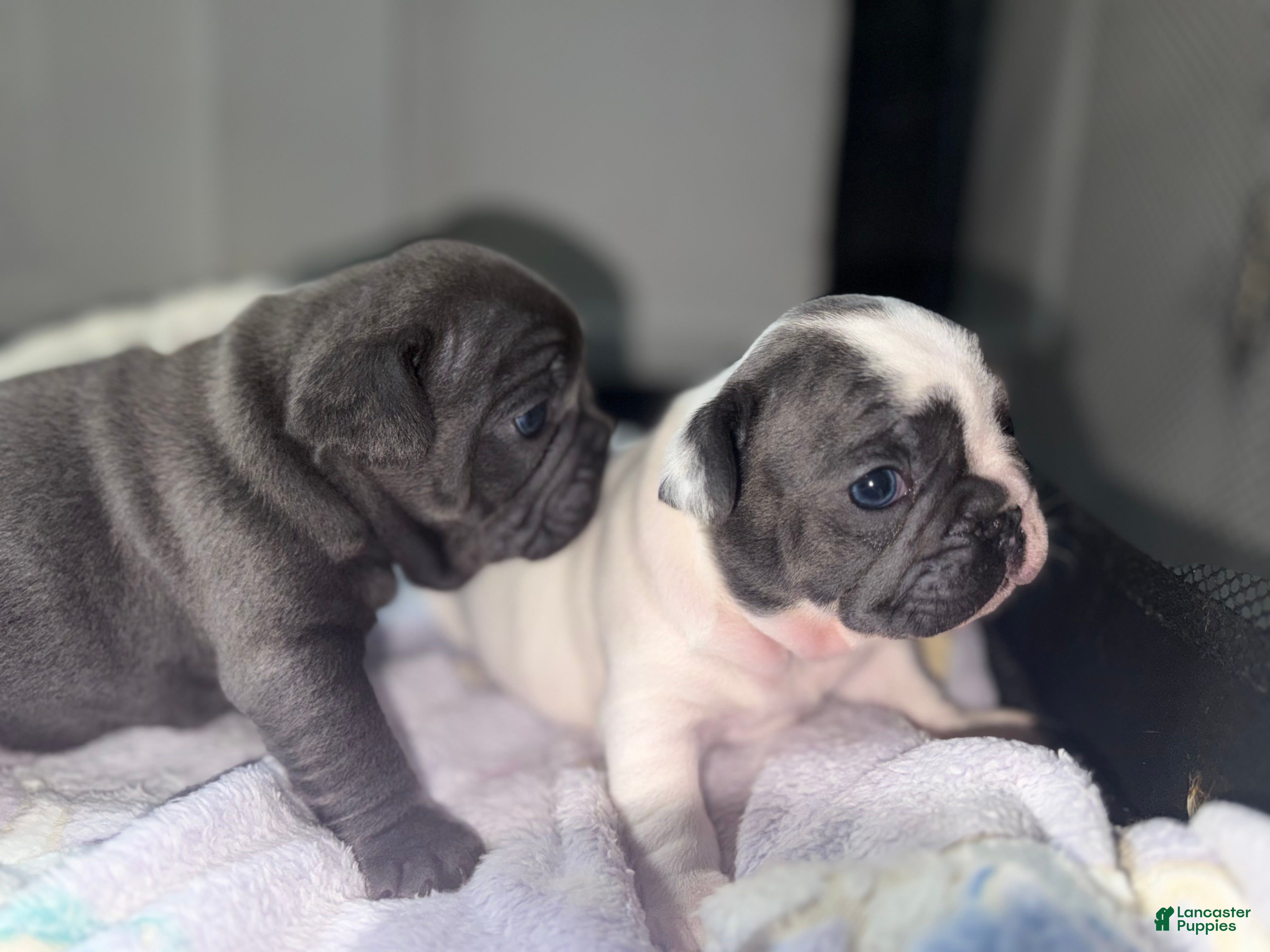 French Bulldog dogs Yang - Ad 1