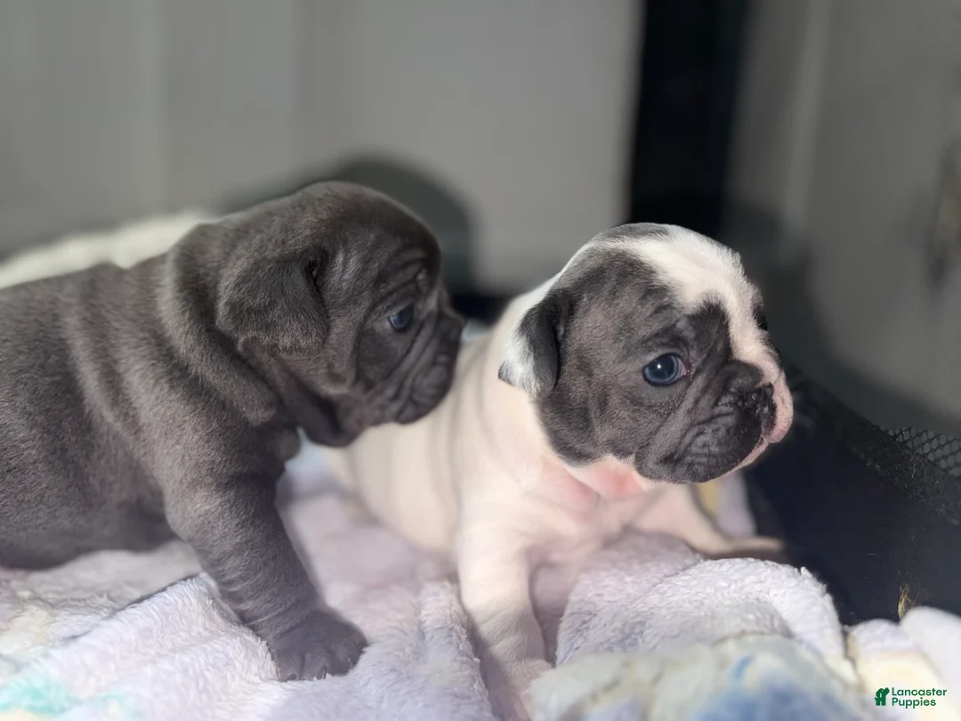 French Bulldog dogs for sale: Yang - Ad 1