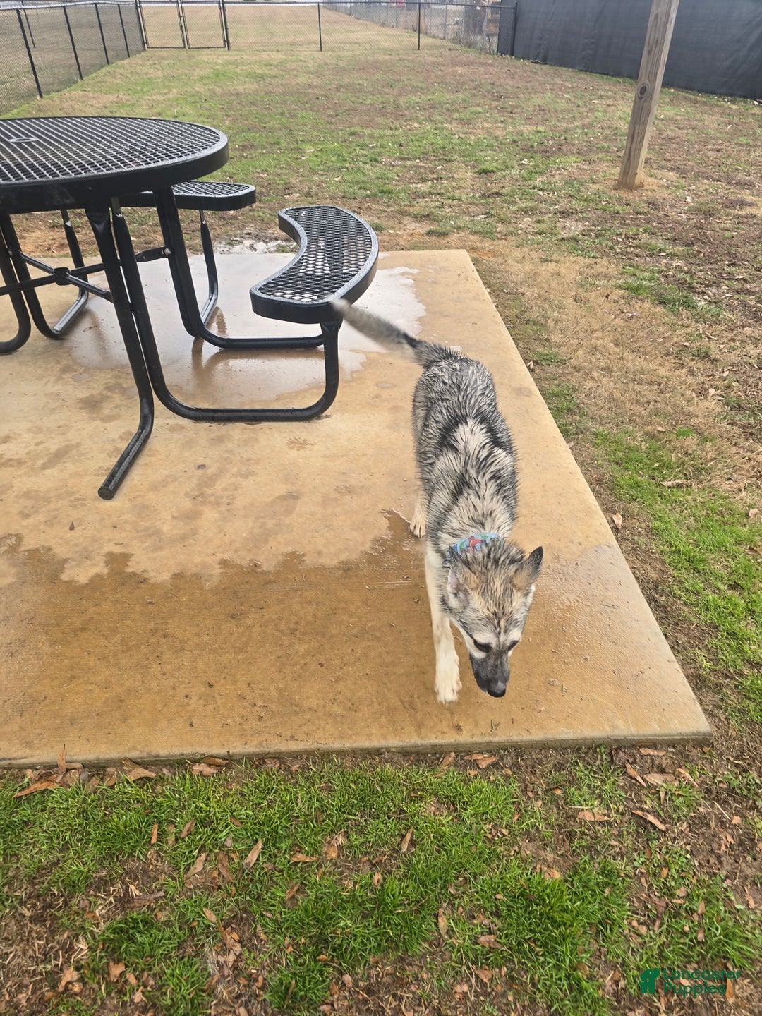 Gerberian Shepsky dogs for sale: Buddy - Ad 4