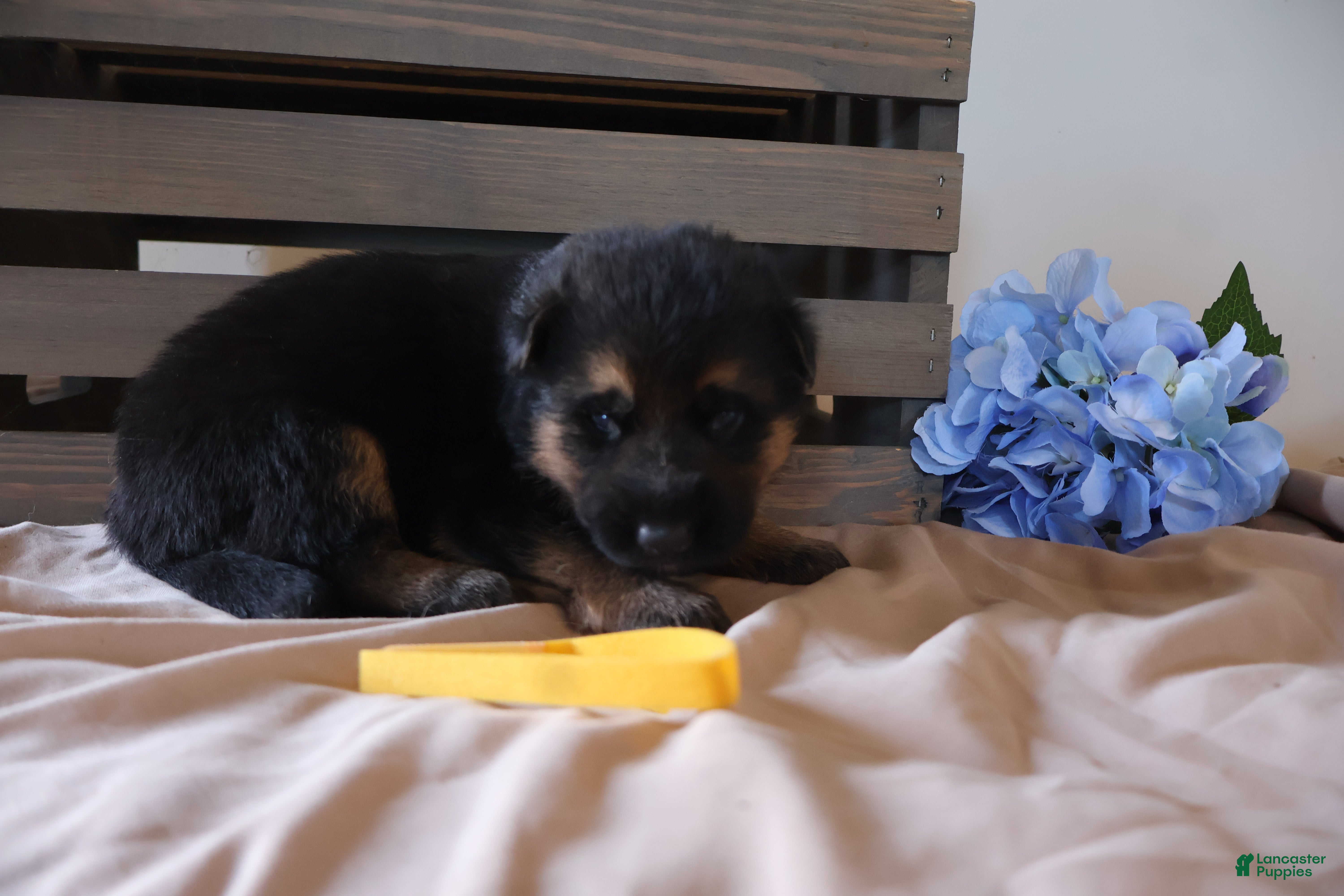 German Shepherd dogs Mia - Ad 2