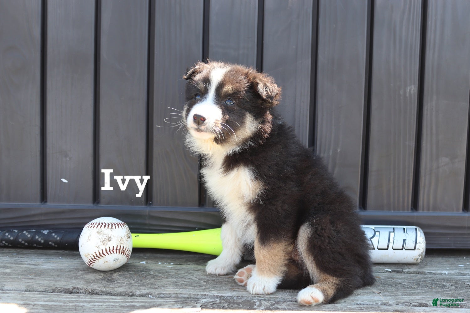 Mixed Breed dogs for sale: Ivy - Ad 4