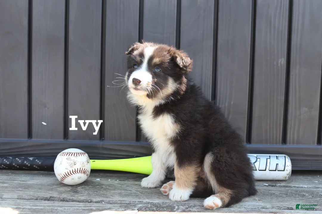 Mixed Breed dogs for sale: Ivy - Ad 1