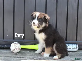 Mixed Breed dogs for sale: Ivy - Ad 4