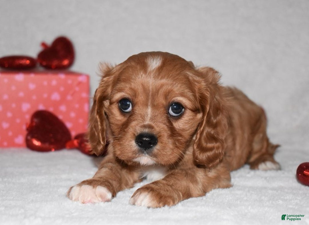 Cavalier King Charles Spaniel dogs for sale: Oscar - Ad 4