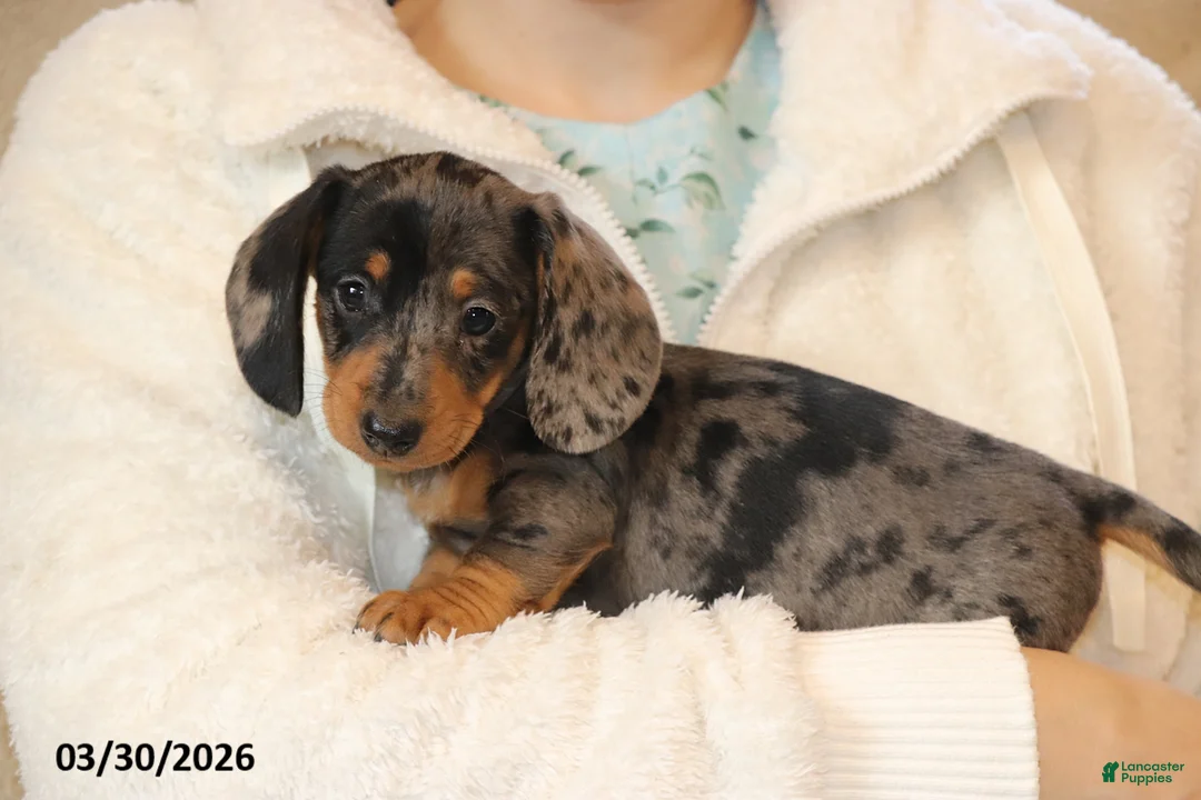 Miniature Dachshund dogs for sale: Oreo - Ad 3