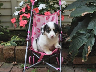 Mixed Breed dogs - Ad 41