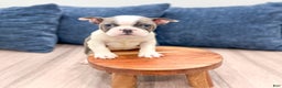Frenchton dogs for sale: Sydney - Ad 1