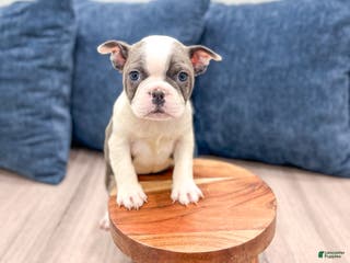 Frenchton dogs Sydney - Ad 11