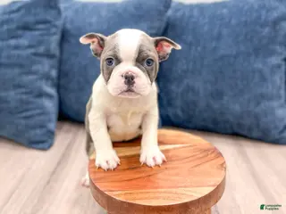 Frenchton dogs Sydney - Ad 10