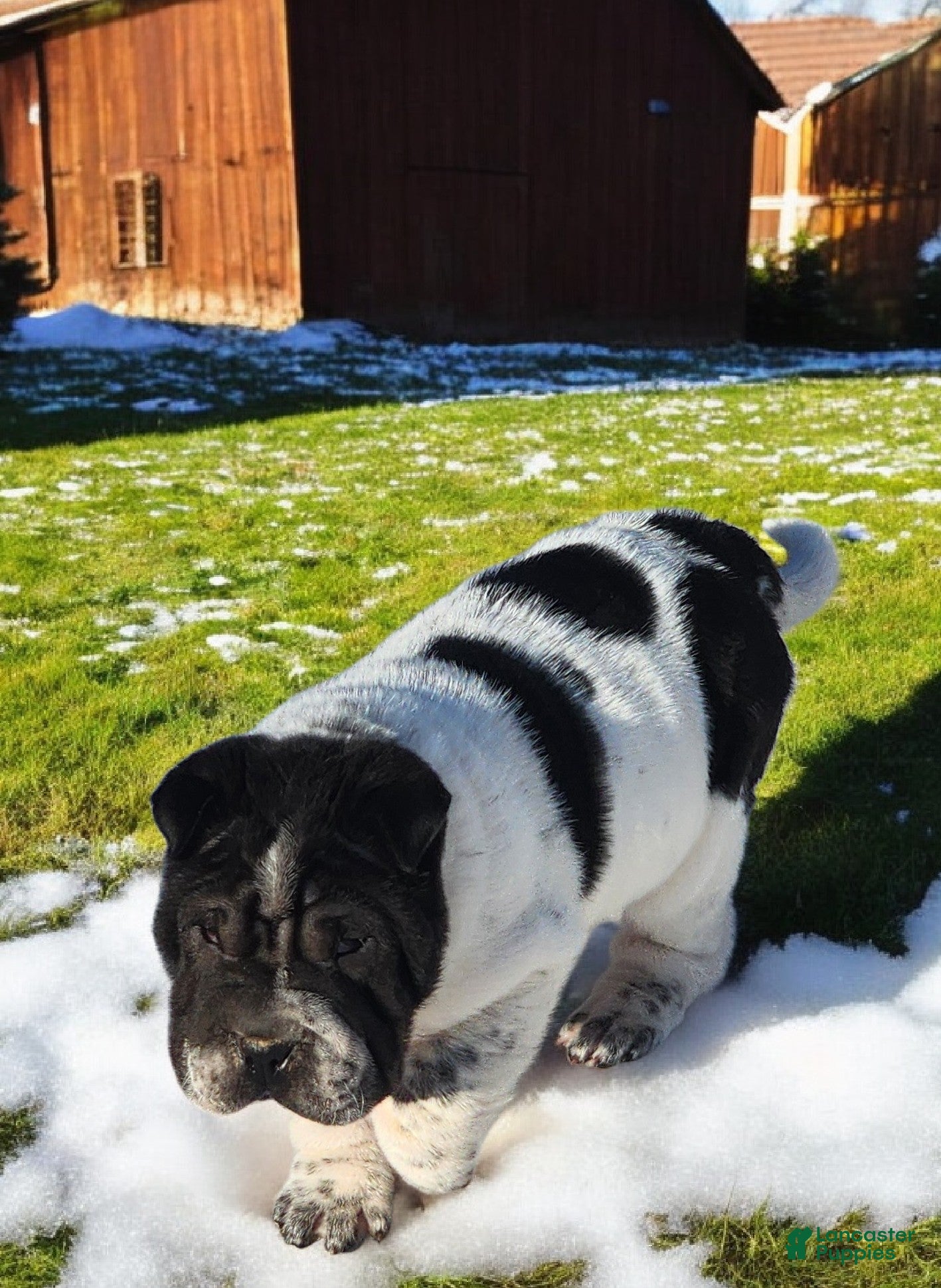 Shar Pei dogs Oreo black flower mini - Ad 2