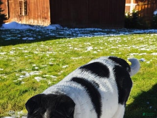 Shar Pei dogs Oreo black flower mini - Ad 2