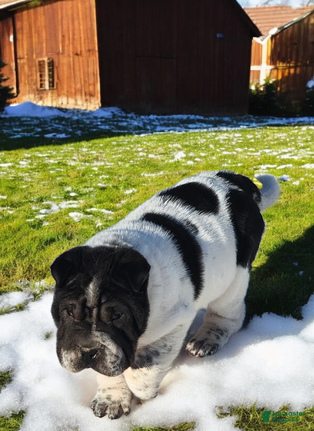 Shar Pei dogs for sale: Oreo black flower mini - Ad 18