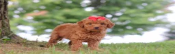 Mini Goldendoodle dogs for sale: Elvira - Ad 6