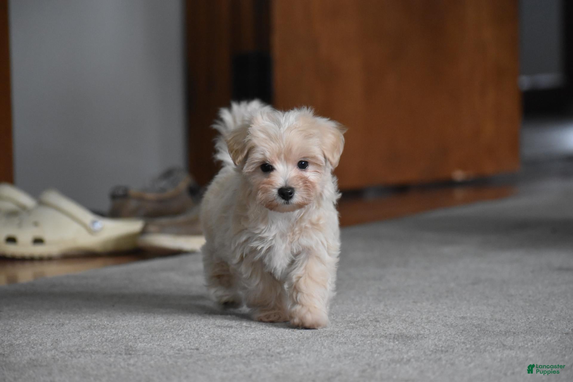 Maltipoo dogs Melody - Ad 1