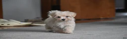 Maltipoo dogs for sale: Melody - Ad 3