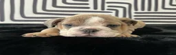 English Bulldog dogs for sale: Bongo - Ad 6