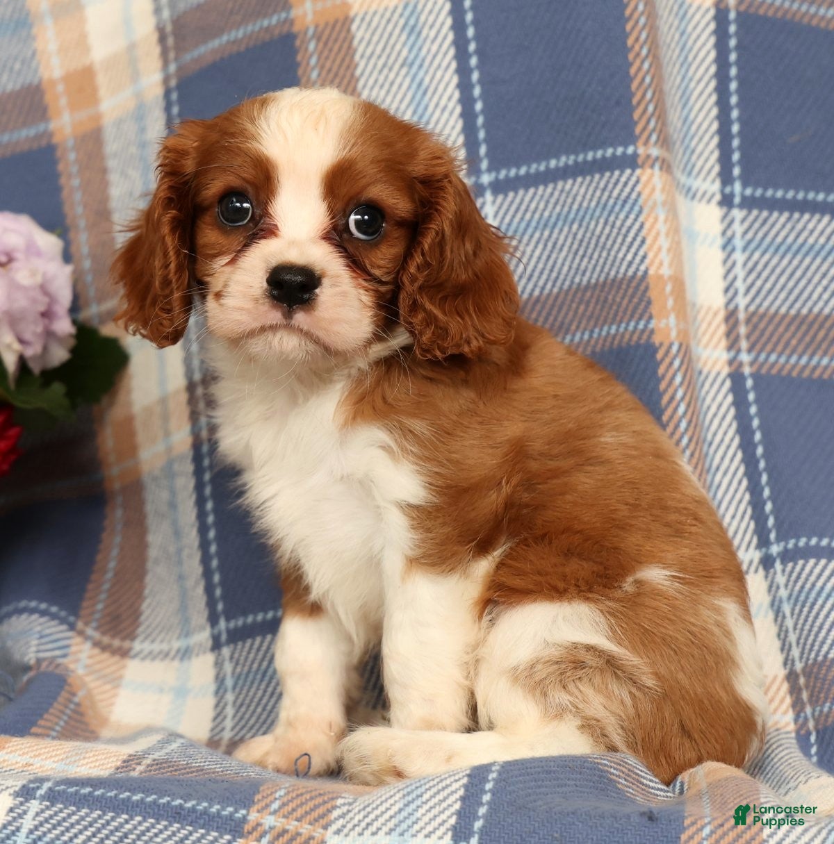 Cavalier King Charles Spaniel dogs Mason - Ad 2