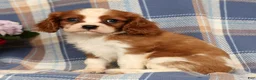 Cavalier King Charles Spaniel dogs for sale: Mason - Ad 2