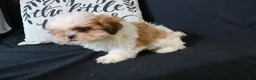 Shih Tzu dogs for sale: Buddy - Ad 5