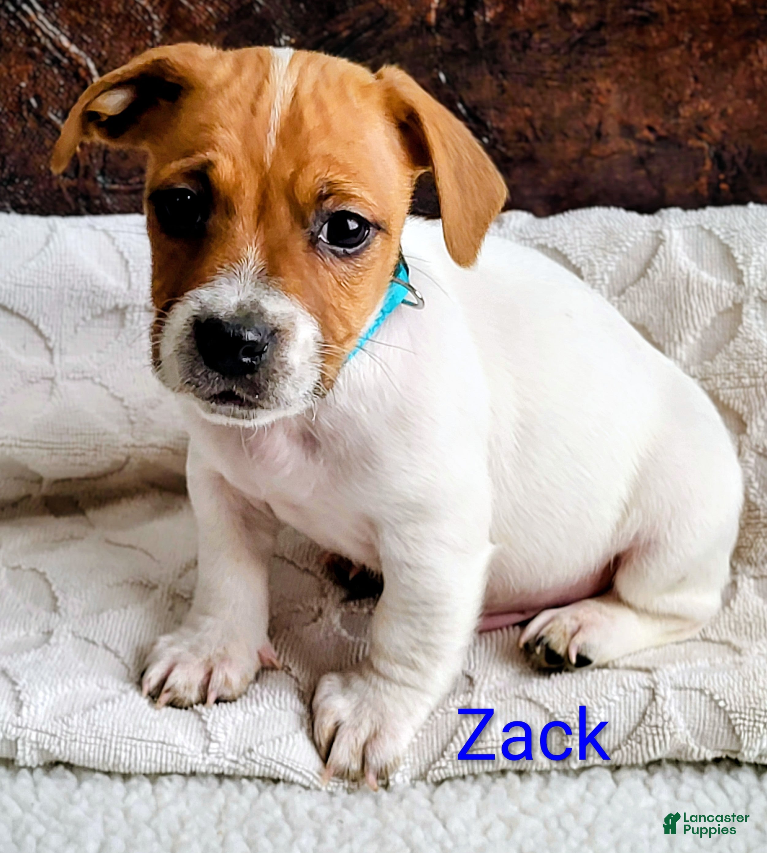 Jack Russell Terrier dogs Jack Russell Terrier Puppy 1 - Ad 14