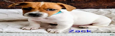 Jack Russell Terrier Puppy 1