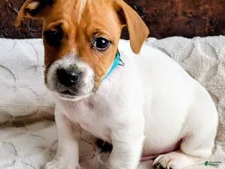 Jack Russell Terrier dogs Jack Russell Terrier Puppy 1 - Ad 14