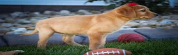 Labrador Retriever dogs for sale: NAOMI - Ad 16