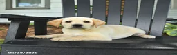 Labrador Retriever dogs for sale: Sparkle - Ad 3