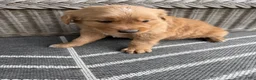 Golden Retriever dogs for sale: Bones - Ad 18