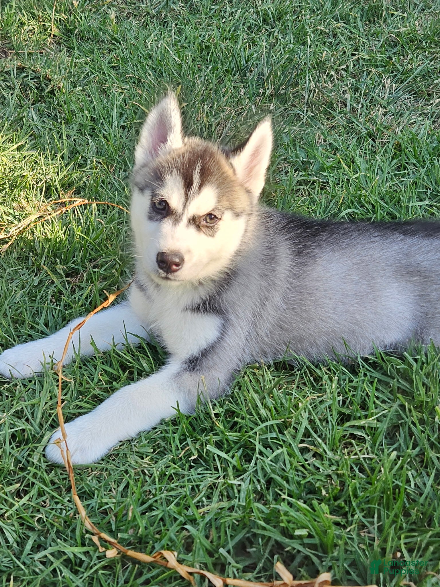 Siberian Husky dogs Siberian Husky Puppy 3 - Ad 15