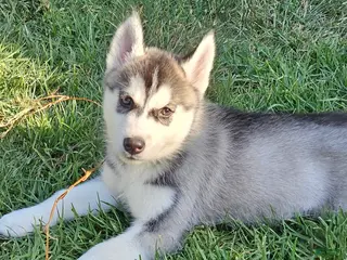Siberian Husky dogs Siberian Husky Puppy 3 - Ad 15