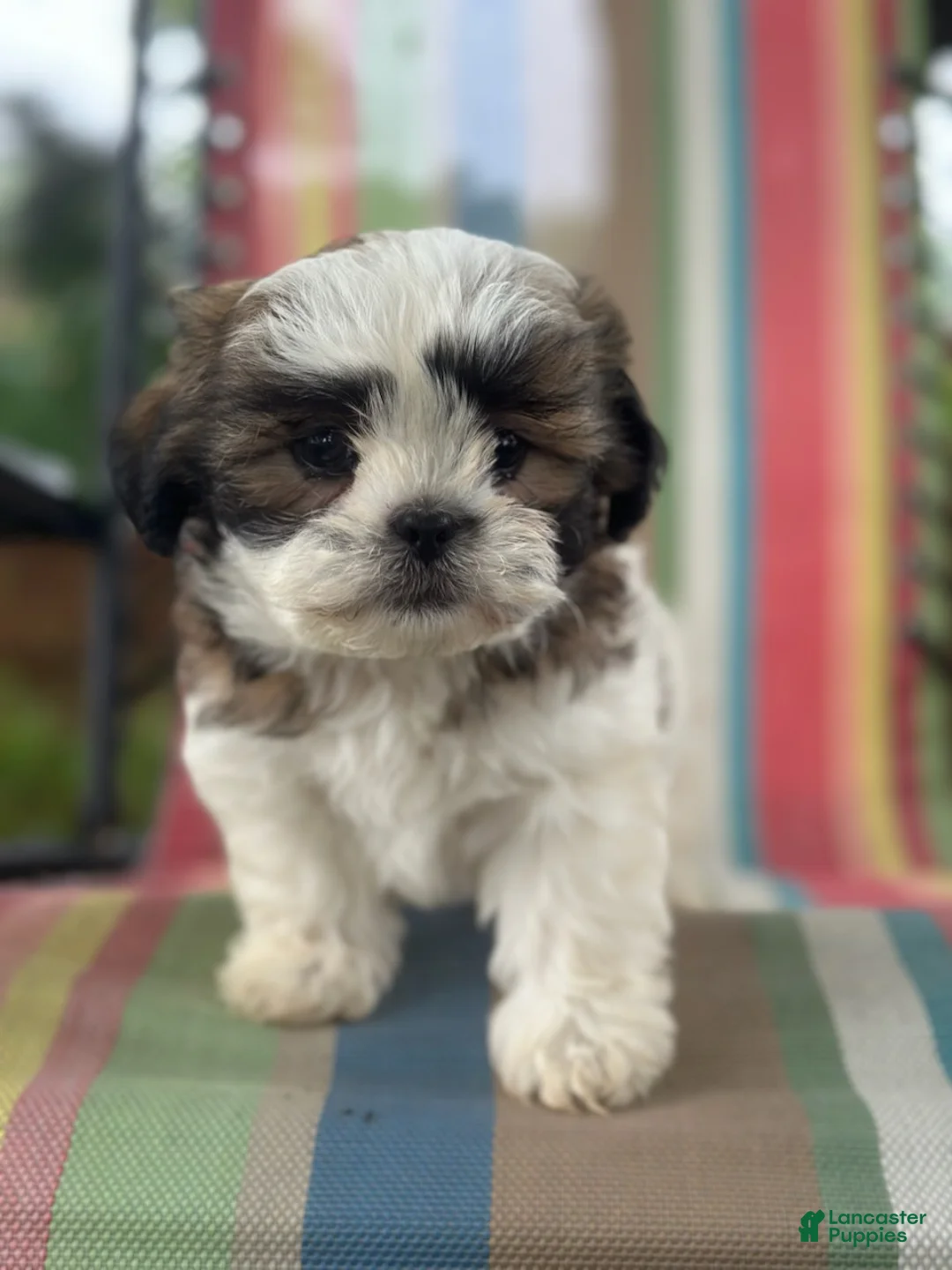 Malshi dogs for sale: Boy_2 - Ad 3
