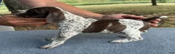 German Shorthaired Pointer dogs for sale: Girl 1  - Ad 3