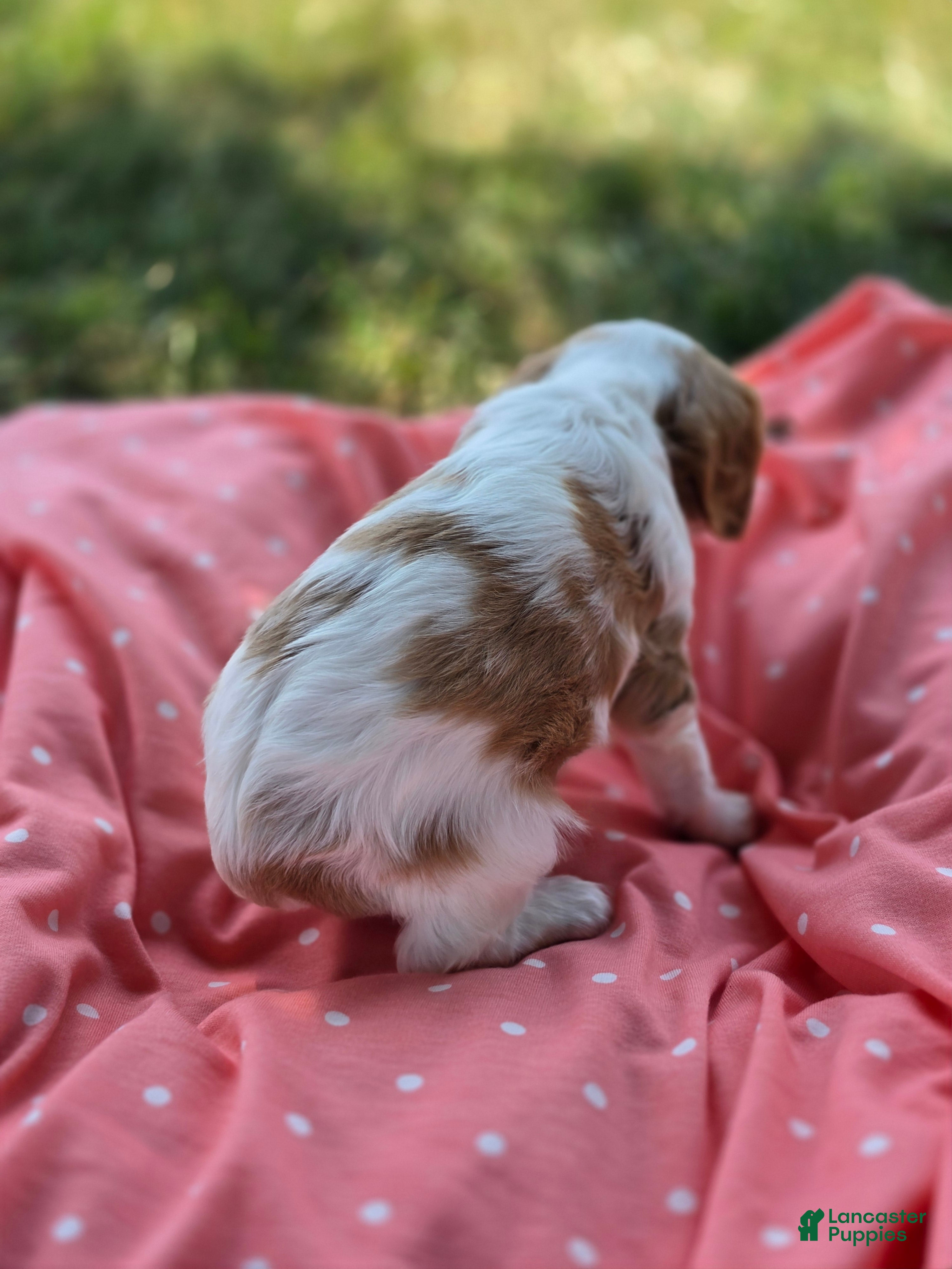 Cavalier King Charles Spaniel dogs Maggie - Ad 2