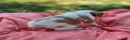 Cavalier King Charles Spaniel dogs for sale: Maggie - Ad 2