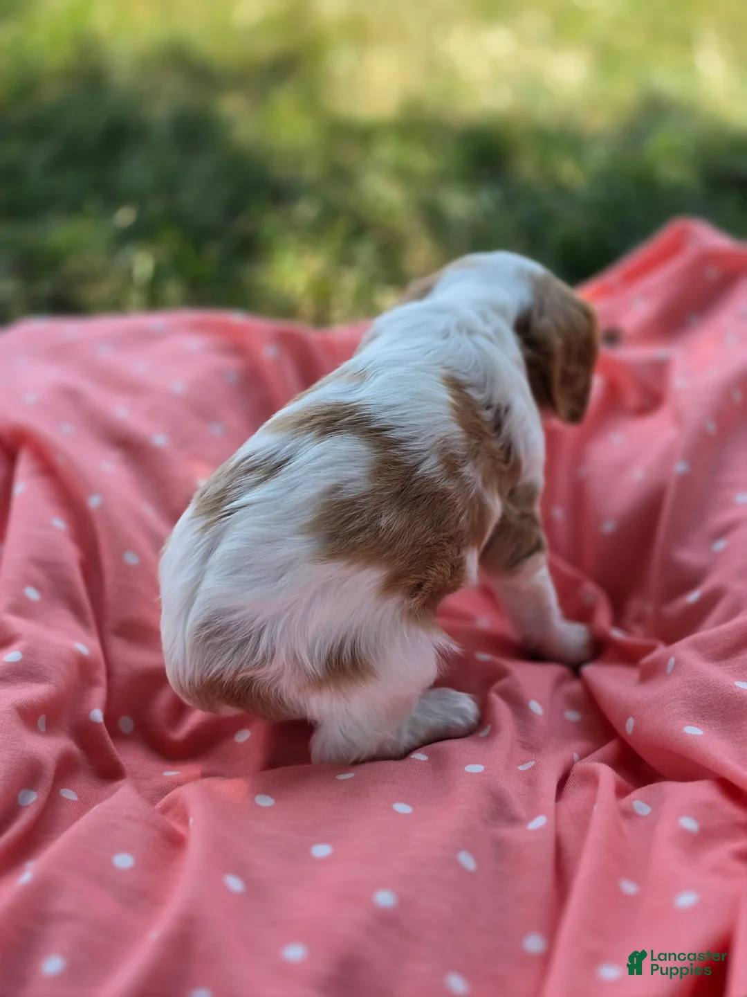 Cavalier King Charles Spaniel dogs for sale: Maggie - Ad 2