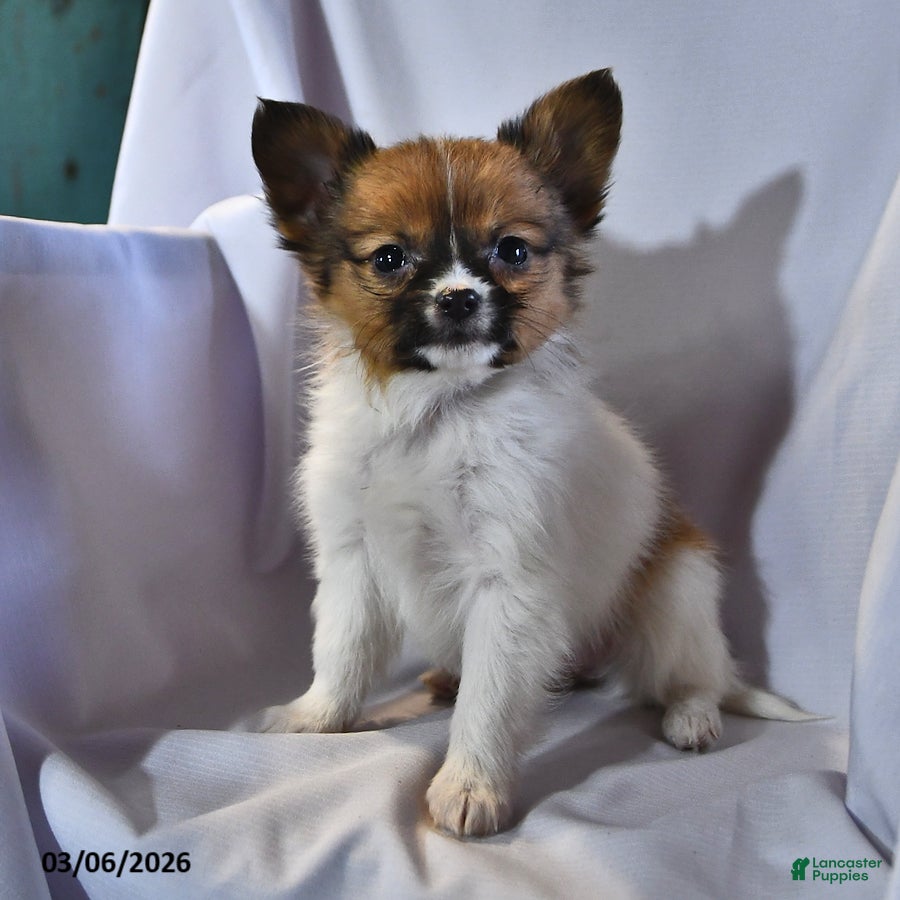 Papillon dogs Luna  - Ad 1
