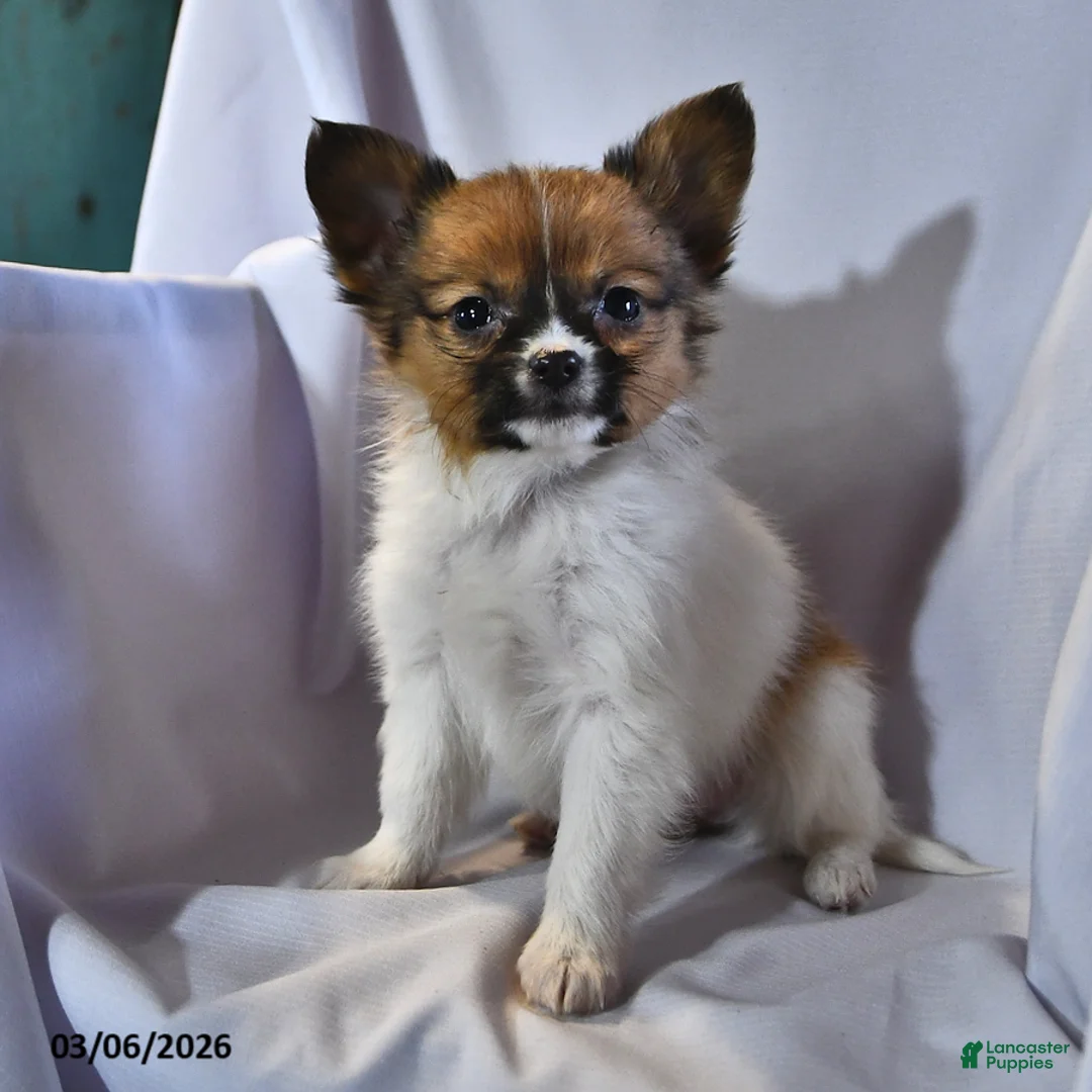 Papillon dogs for sale: Luna  - Ad 2